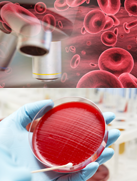 scanning and identification